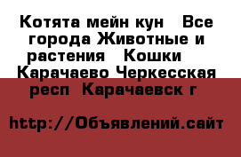 Котята мейн кун - Все города Животные и растения » Кошки   . Карачаево-Черкесская респ.,Карачаевск г.